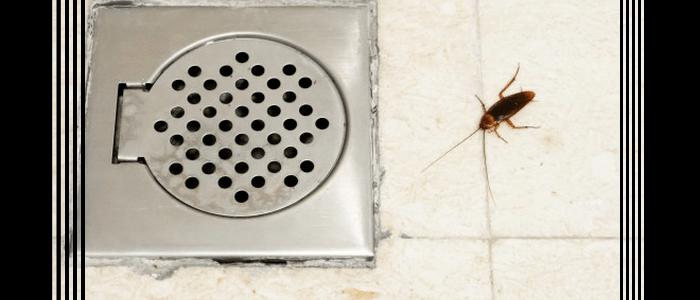 Eco-friendly Cockroach Control Services