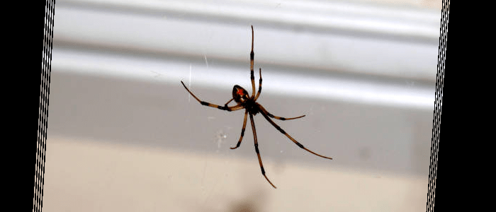 Spider Control Marrickville